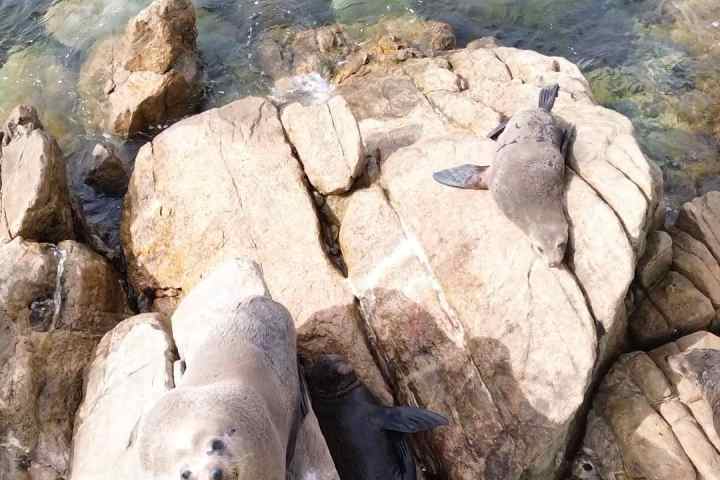 Seals resting on large rocks by the sea, with clear water visible.