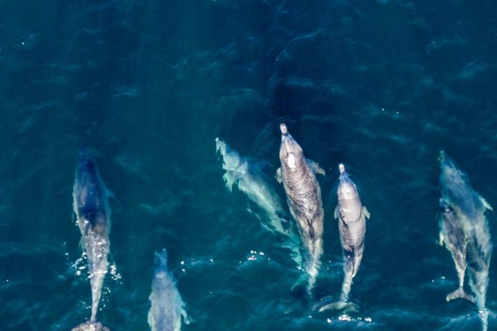 Aerial view of a group of dolphins swimming in clear blue ocean water.