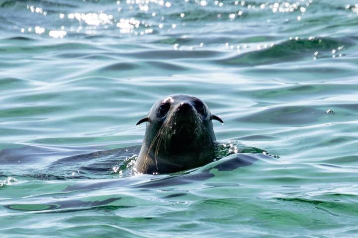Seal peeking above water surface with waves and sparkles.