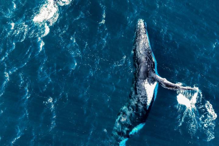 Aerial view of a humpback whale swimming in deep blue ocean.