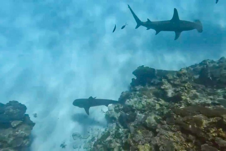 a large air plane flying in the sky