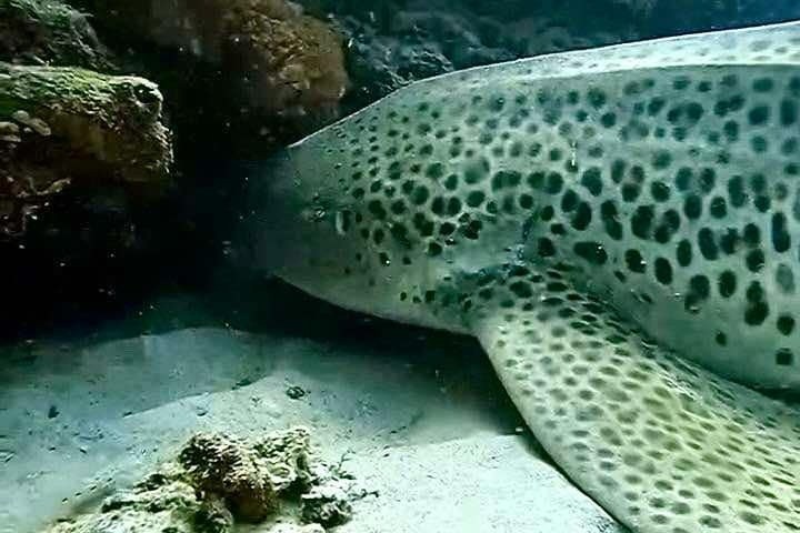 a fish swimming under water
