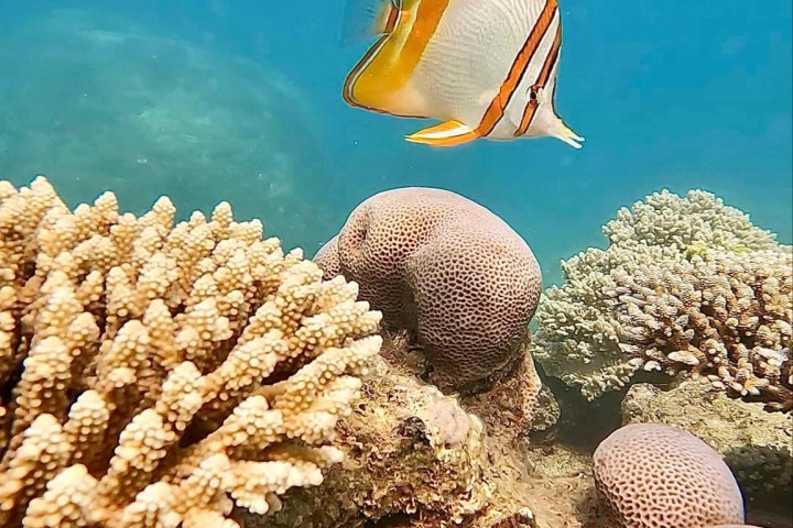 underwater view of a coral