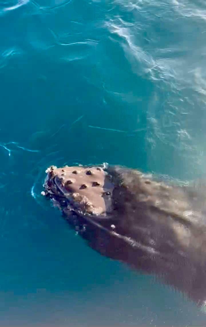 a fish swimming under water