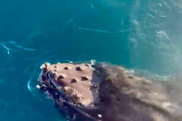 a fish swimming under water