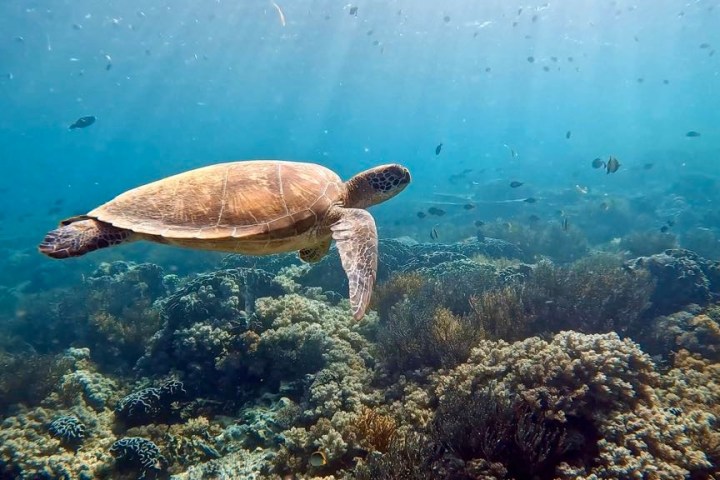 a turtle swimming under water