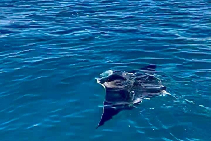 an animal swimming in the water