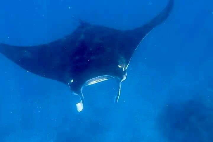 a fish swimming under water