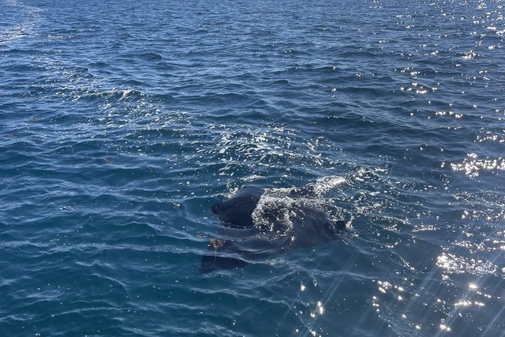 Bird swimming on a sparkling blue ocean surface under a clear sky.
